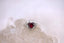 Heartlands Ring SMALL Pre-Order