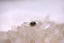 Daintree River Ring