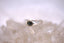 Daintree River Ring