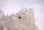 The Eucalypt Ring