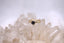 Flinders Ring