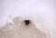 The Heartlands Ring