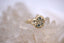 Shady Lagoon Ring