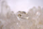 The Paperbark Ring